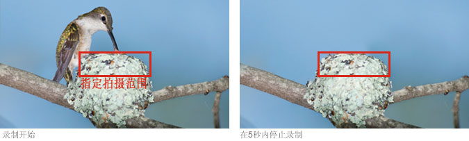 Recording starts:Detection area > Recording stops in 5 seconds